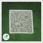 【ナイロン平型ティーバック】